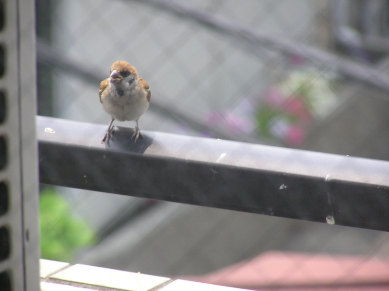 f:id:garadanikki:20160914214116j:plain