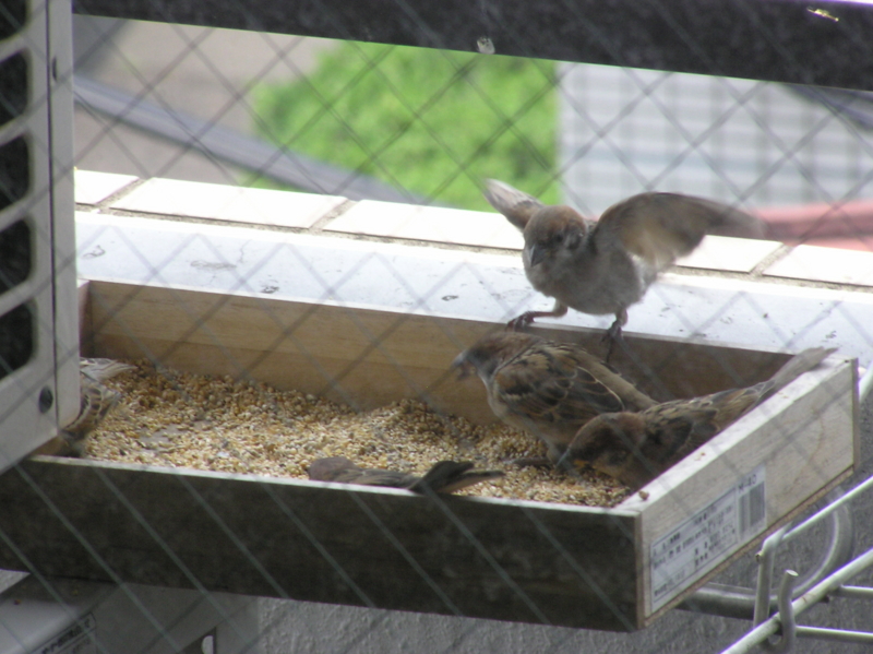 f:id:garadanikki:20160914214124j:plain