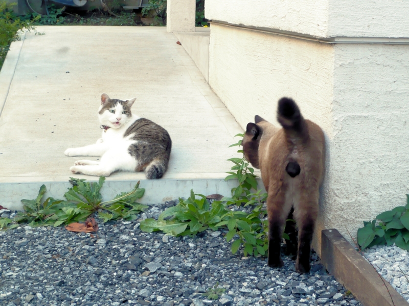 f:id:garadanikki:20161002084604j:plain