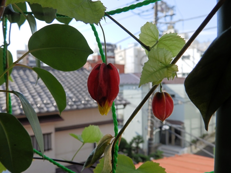 f:id:garadanikki:20161101154451j:plain