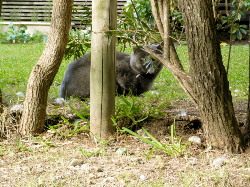 f:id:garadanikki:20161125142457j:plain
