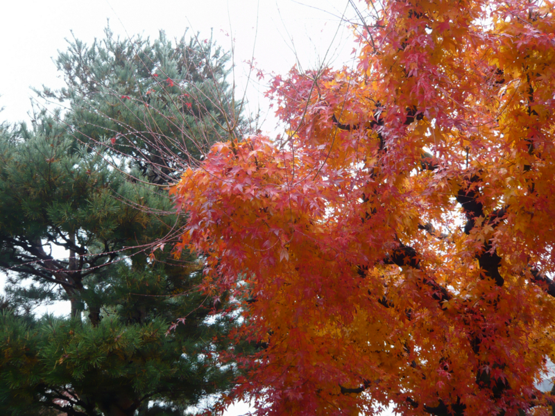 f:id:garadanikki:20161128210545j:plain
