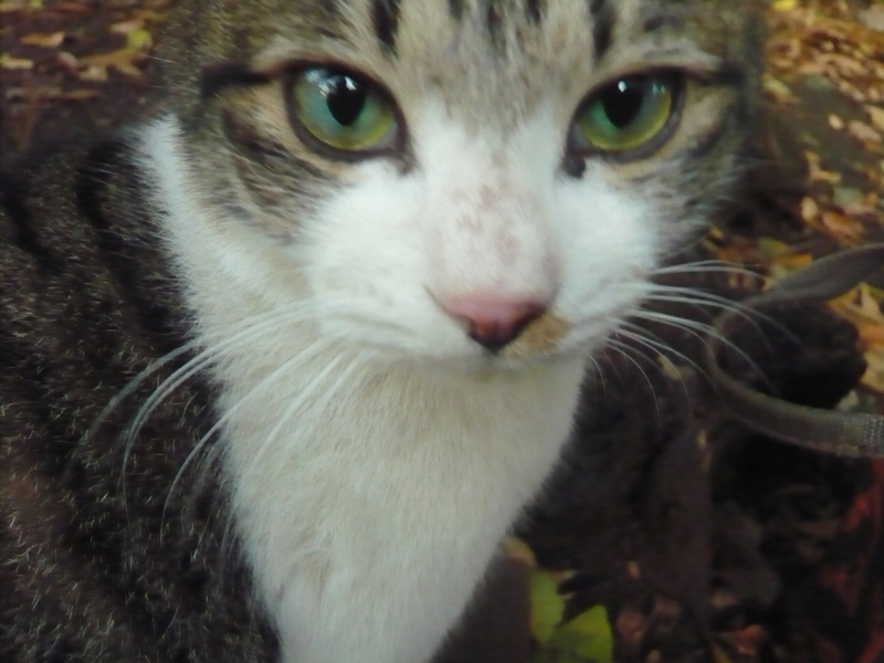 f:id:garadanikki:20161208101545j:plain