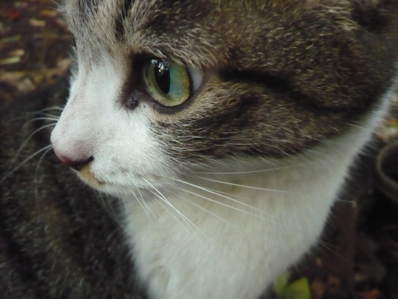 f:id:garadanikki:20161208101546j:plain