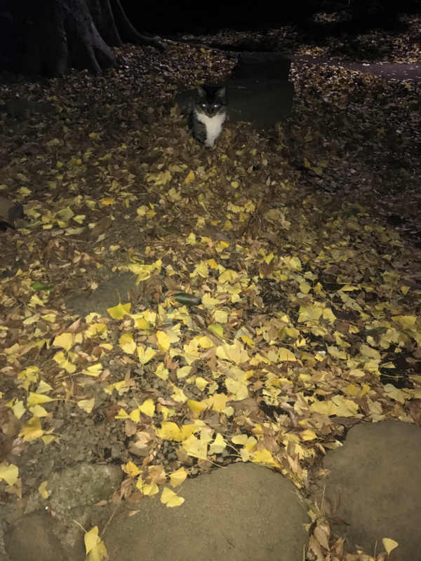 クリックすると大きくなります f:id:garadanikki:20161223121641j:plain