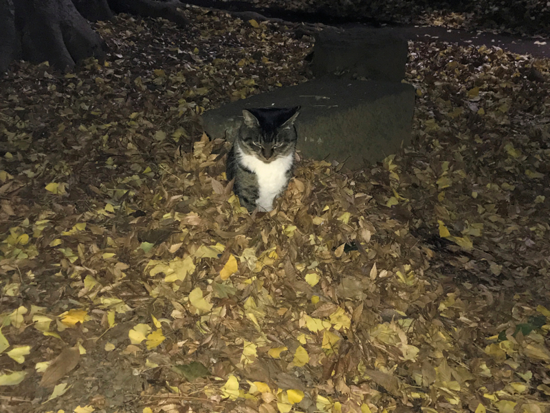 クリックすると大きくなります f:id:garadanikki:20161223121642j:plain