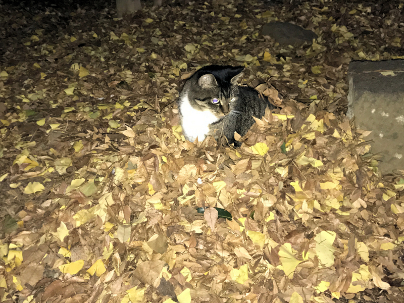 クリックすると大きくなります f:id:garadanikki:20161223121647j:plain