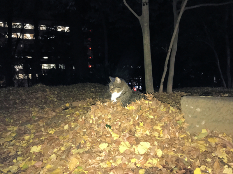 クリックすると大きくなります f:id:garadanikki:20161223121650j:plain