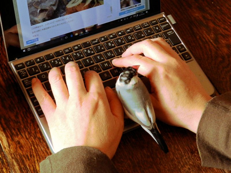 f:id:garadanikki:20170108121353j:plain