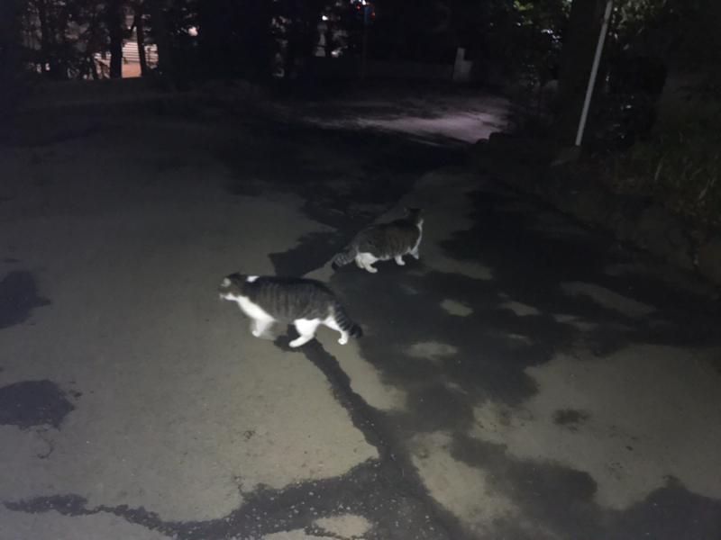 クリックすると大きくなります f:id:garadanikki:20170114172555j:plain