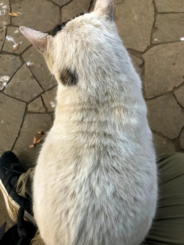 f:id:garadanikki:20170121172435j:plain
