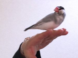 f:id:garadanikki:20170423121048j:plain