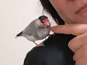 f:id:garadanikki:20170423121050j:plain