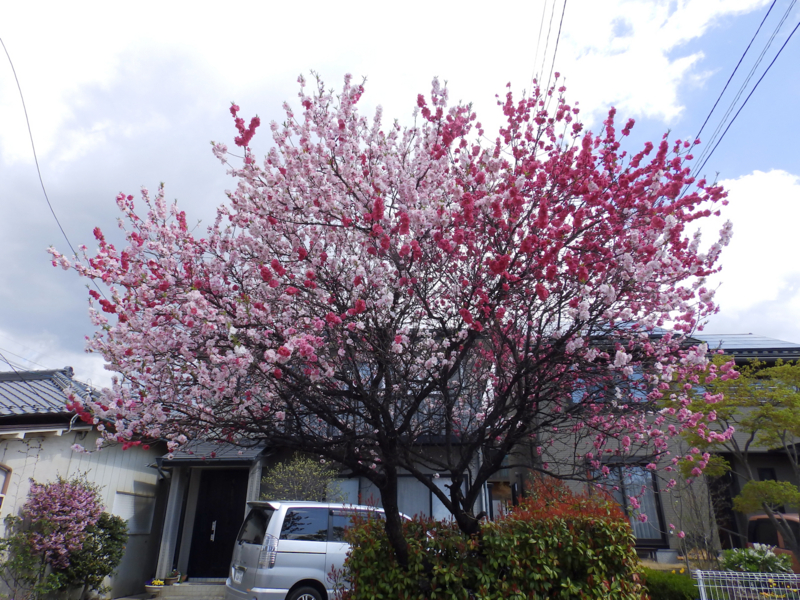 f:id:garadanikki:20170423121051j:plain