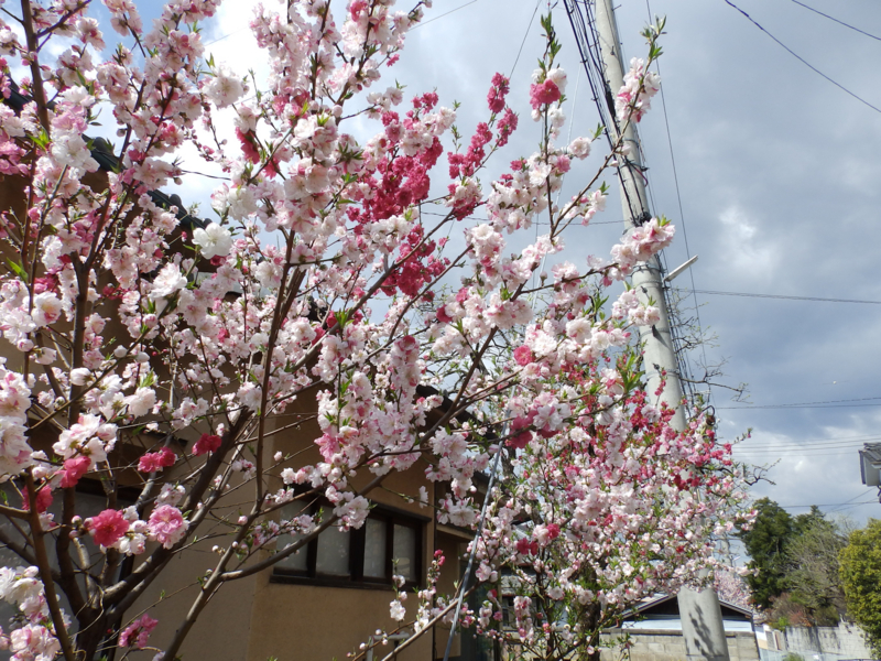 f:id:garadanikki:20170423121053j:plain