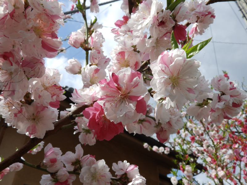 f:id:garadanikki:20170423121054j:plain