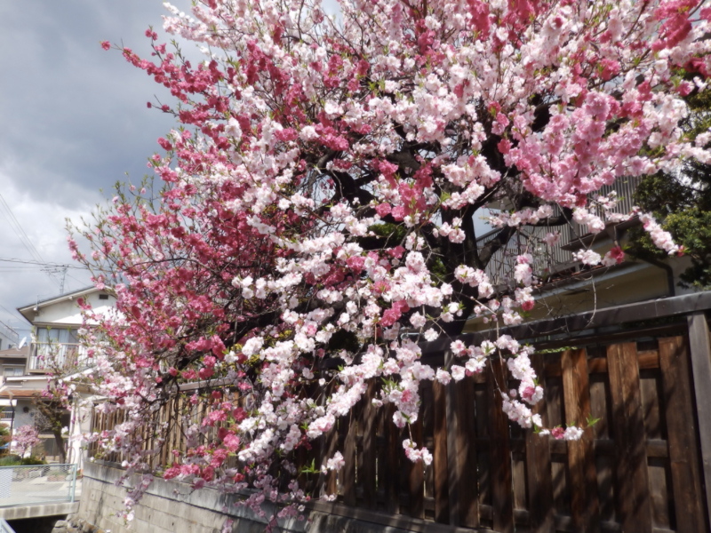 f:id:garadanikki:20170423121059j:plain