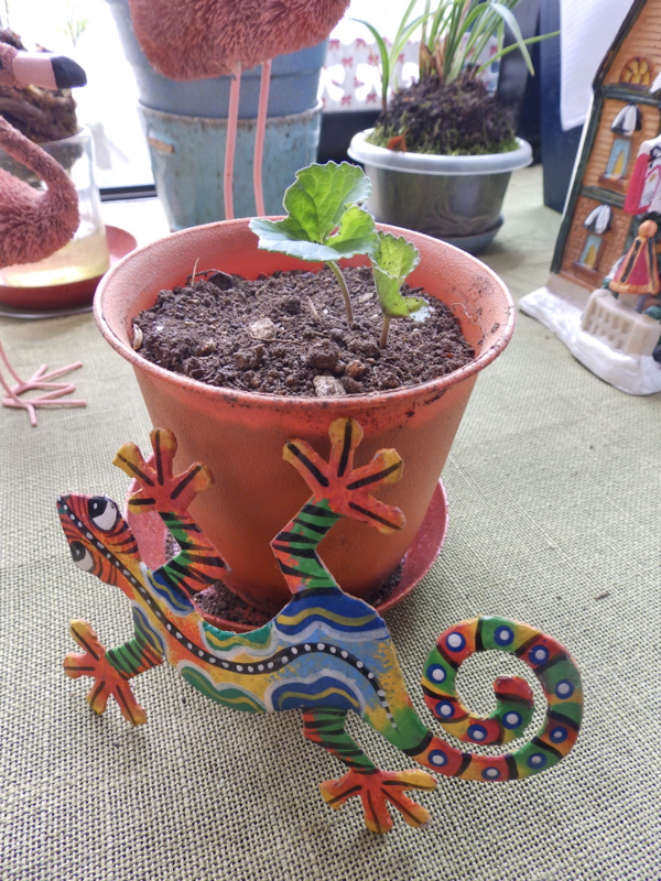 f:id:garadanikki:20170521094726j:plain