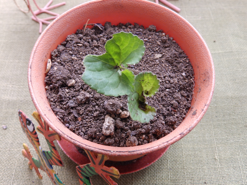 f:id:garadanikki:20170521094729j:plain