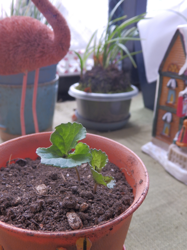 f:id:garadanikki:20170521094730j:plain