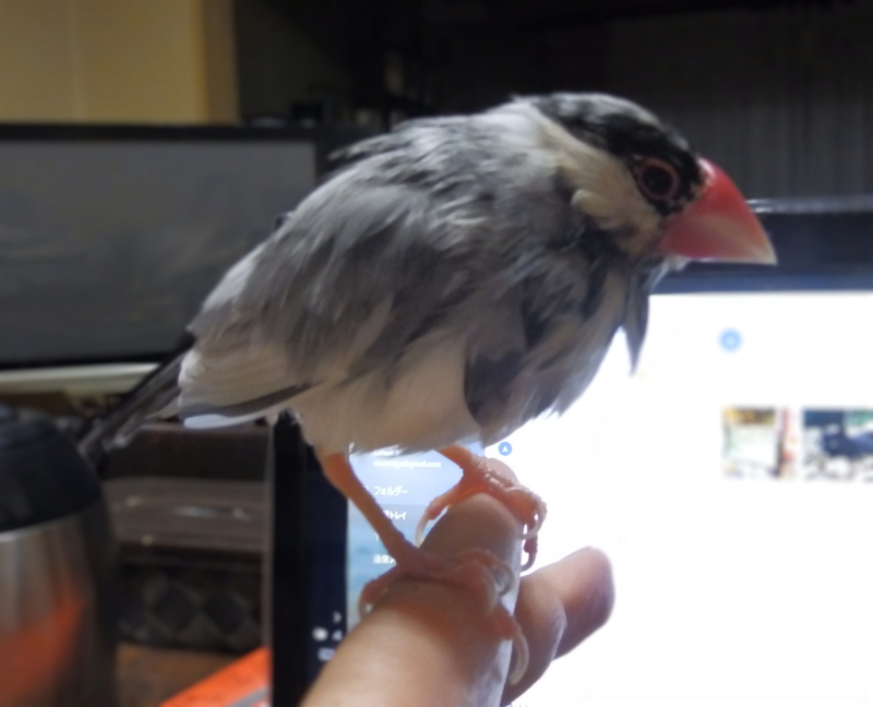 クリックすると大きくなります f:id:garadanikki:20170708155453j:plain