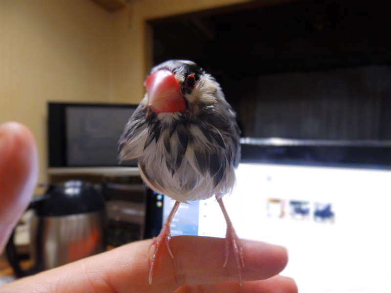 クリックすると大きくなります f:id:garadanikki:20170708155454j:plain