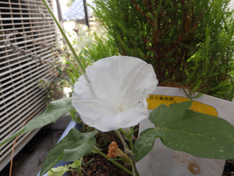 クリックすると大きくなります f:id:garadanikki:20170709115954j:plain