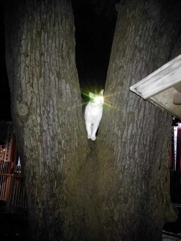 f:id:garadanikki:20170804160129j:plain