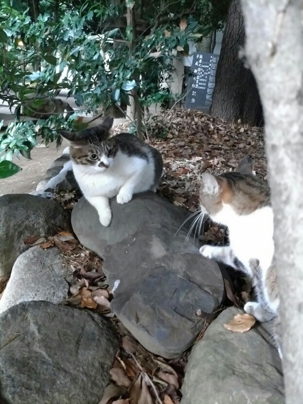 f:id:garadanikki:20170804160132j:plain