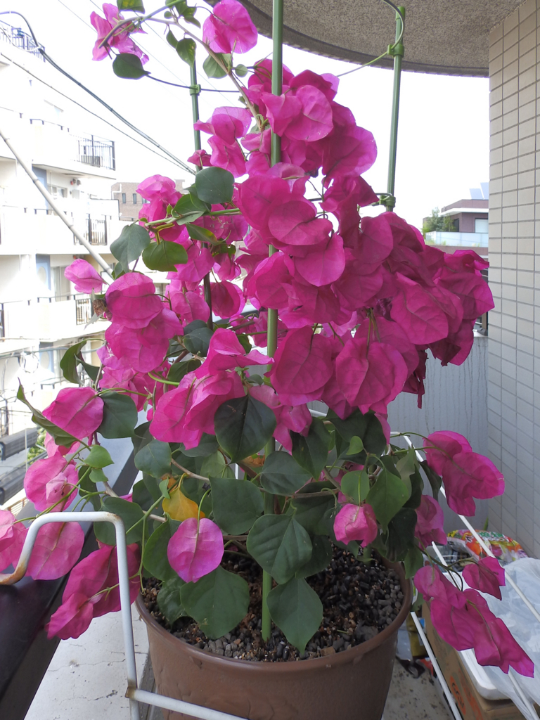 f:id:garadanikki:20170812122609j:plain