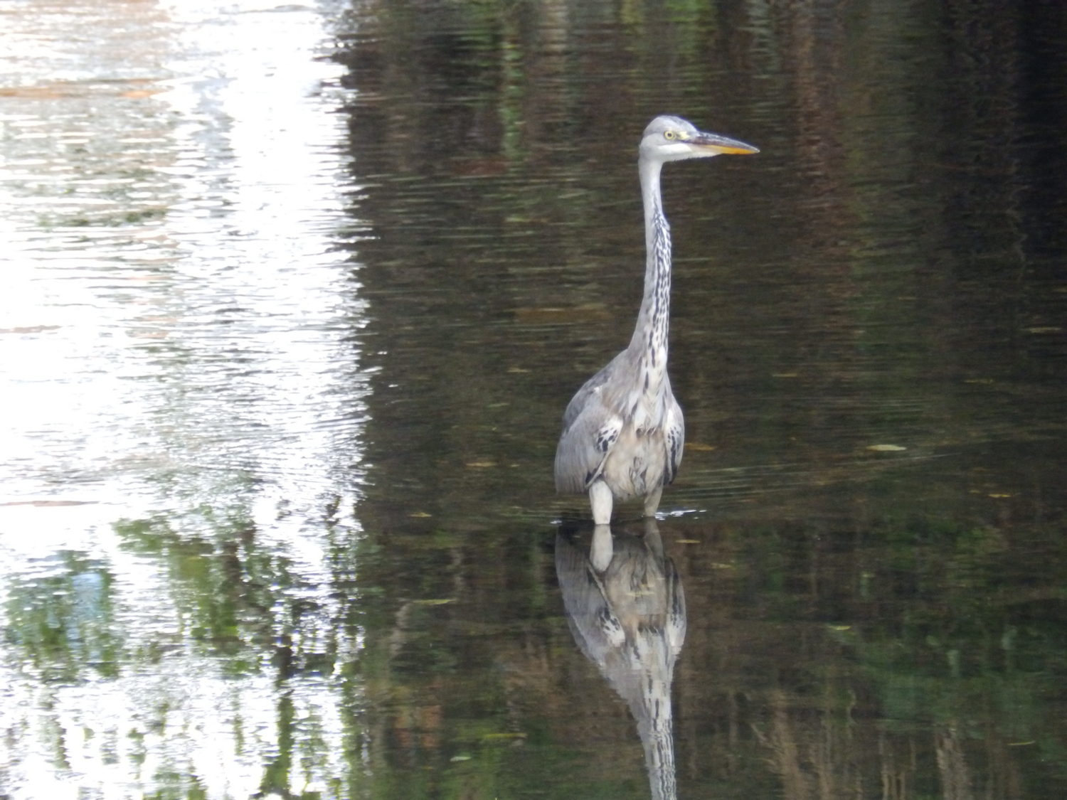 f:id:garadanikki:20170909100733j:plain