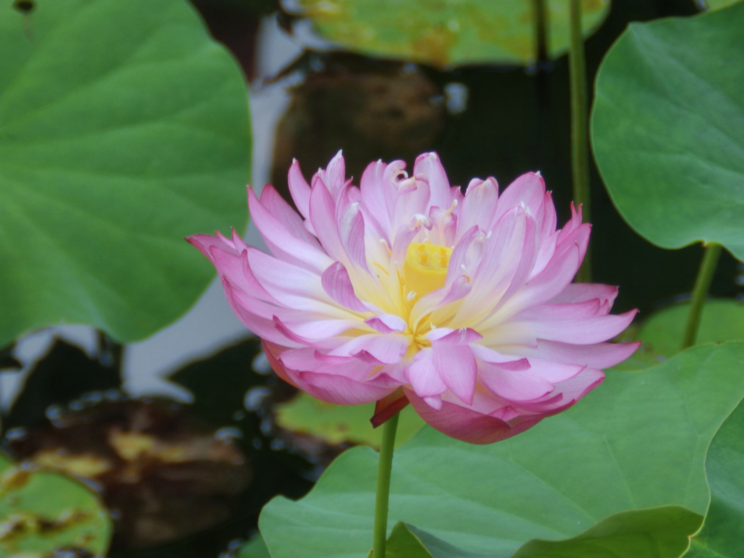 f:id:garadanikki:20170909100749j:plain