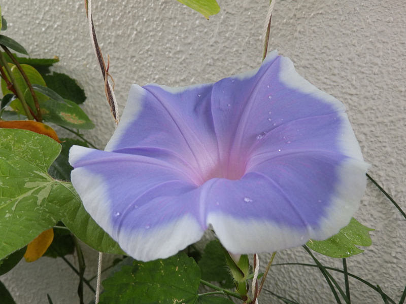 f:id:garadanikki:20171002090055j:plain