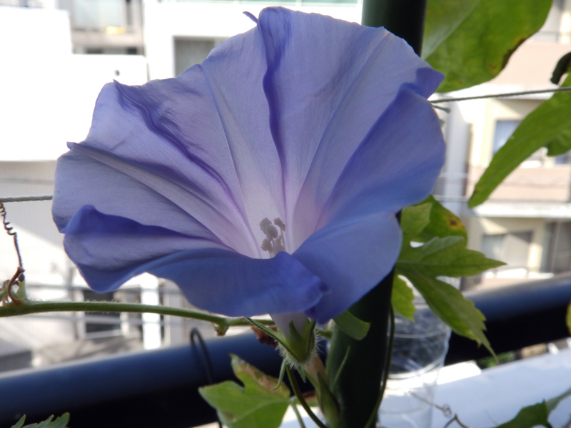 f:id:garadanikki:20171011201233j:plain