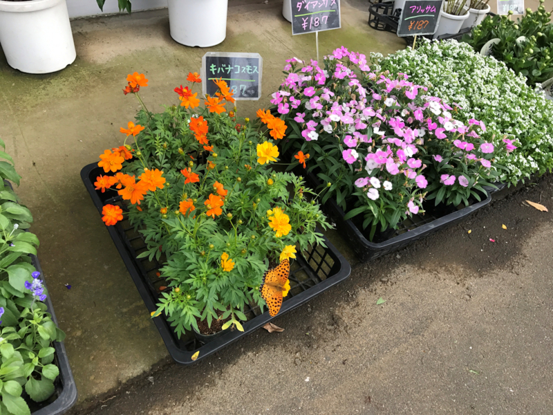 f:id:garadanikki:20171022113604j:plain