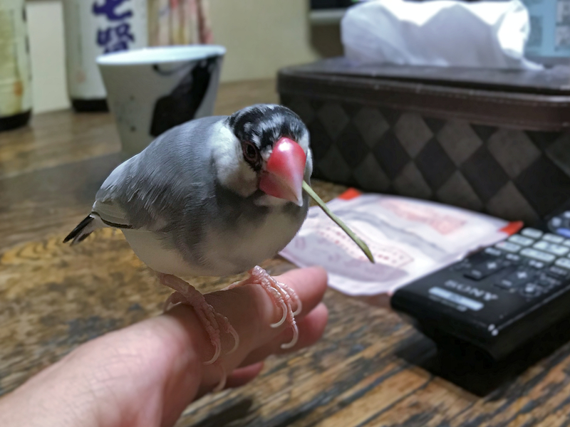 f:id:garadanikki:20171022201452j:plain