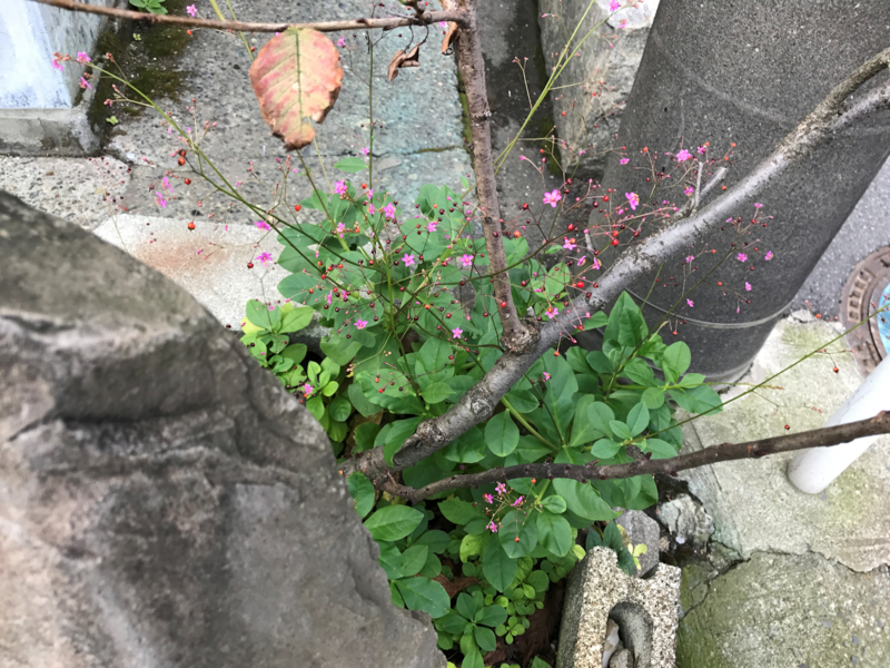 f:id:garadanikki:20171029113110j:plain