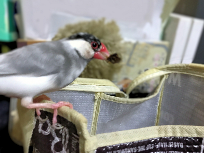 f:id:garadanikki:20171103164919j:plain