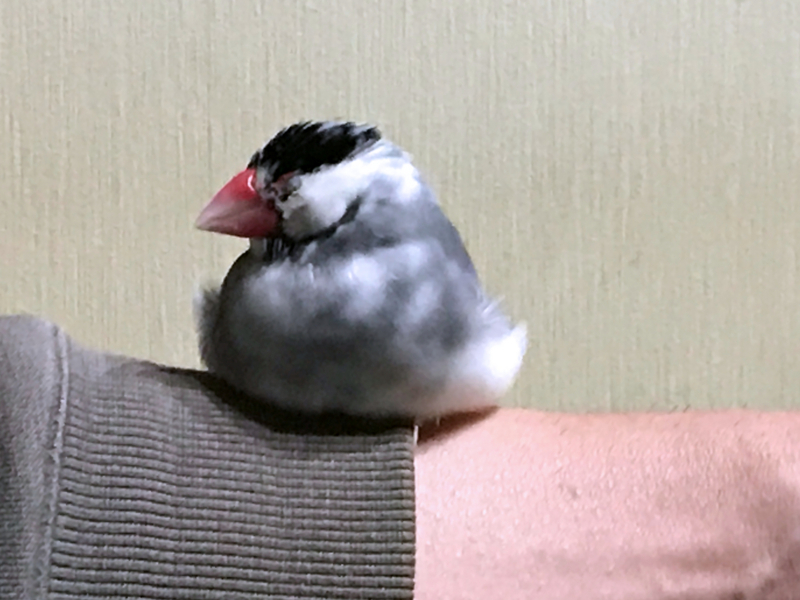 f:id:garadanikki:20171104125504j:plain