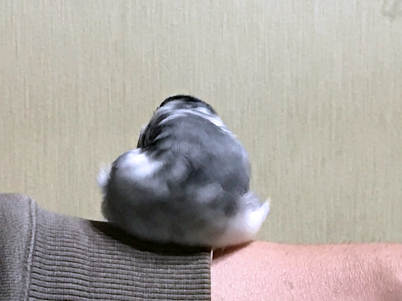 f:id:garadanikki:20171104125505j:plain