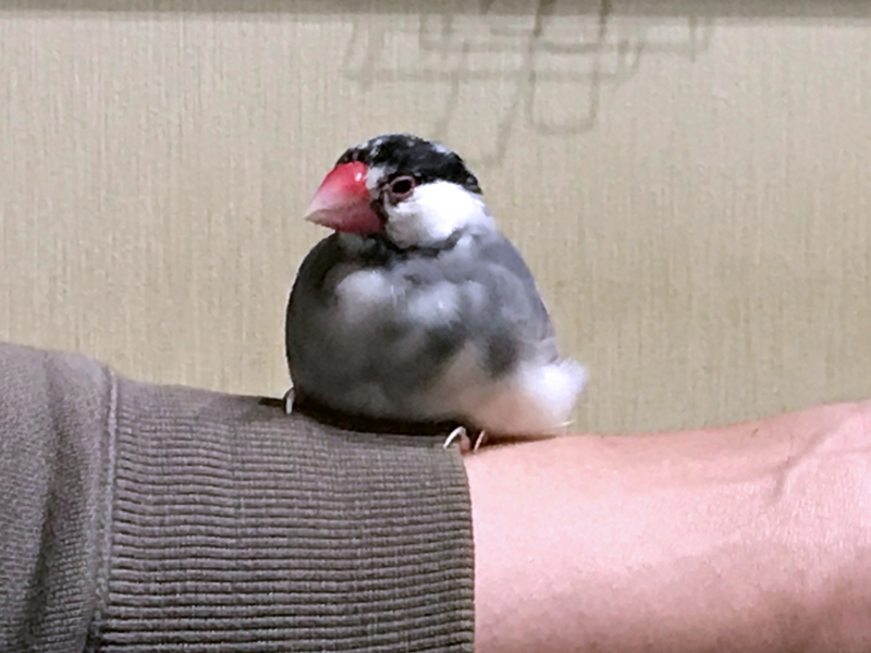 f:id:garadanikki:20171104125507j:plain