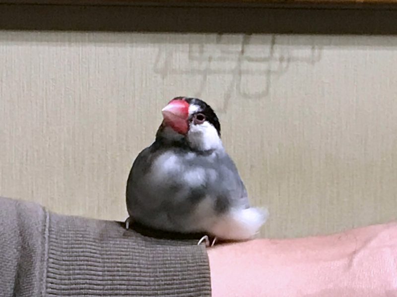 f:id:garadanikki:20171104125509j:plain