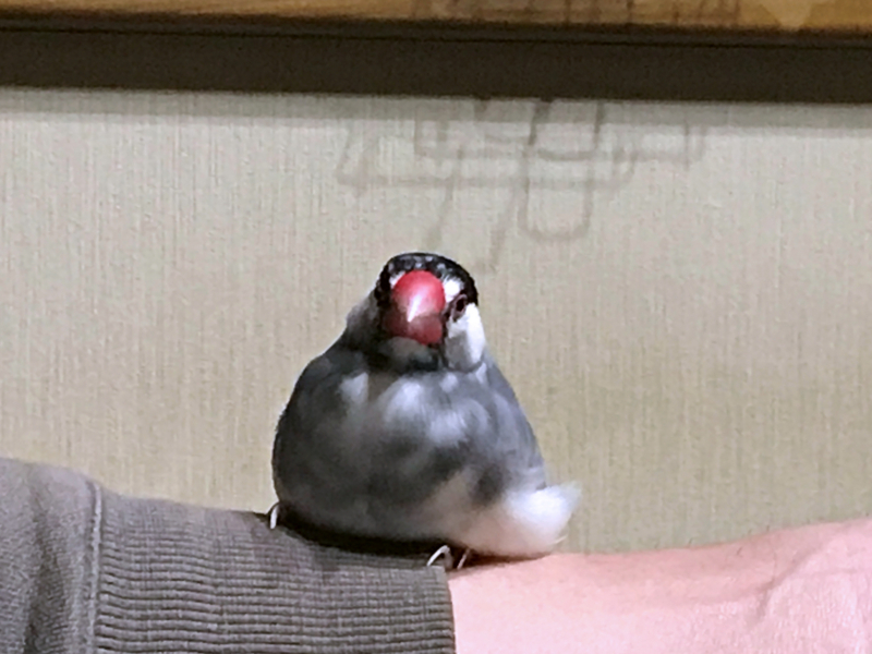 f:id:garadanikki:20171104125510j:plain