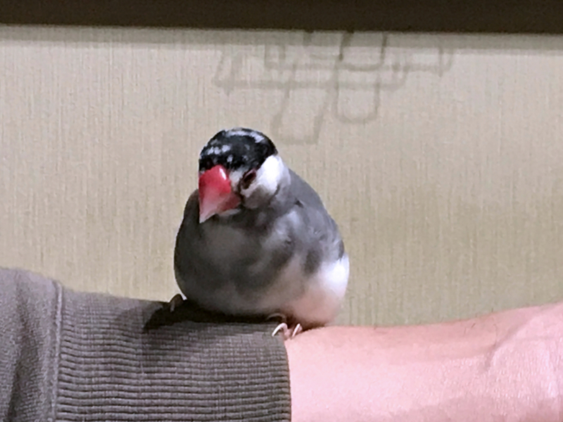 f:id:garadanikki:20171104125511j:plain