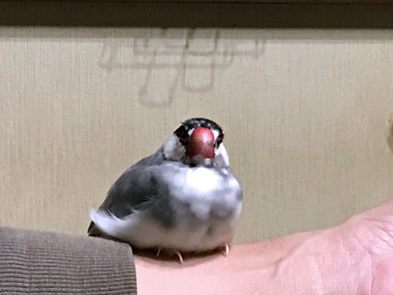 f:id:garadanikki:20171104125512j:plain
