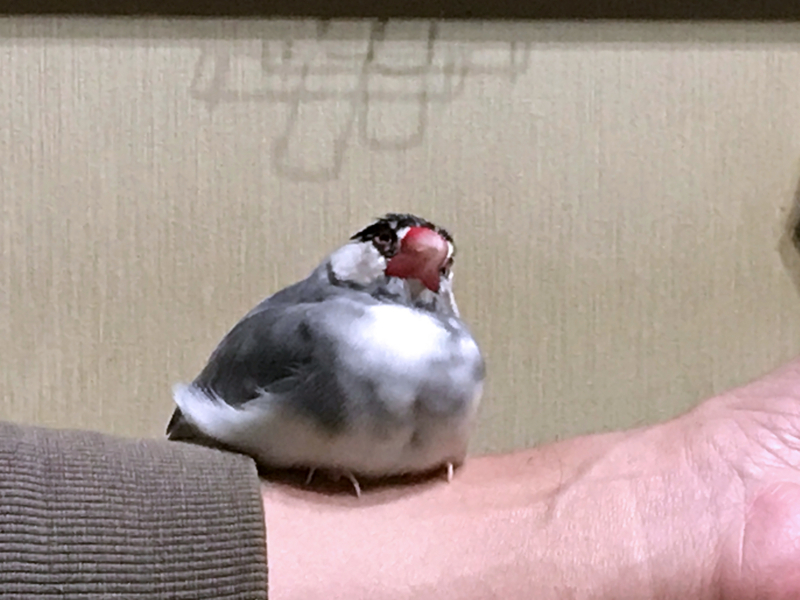 f:id:garadanikki:20171104125513j:plain