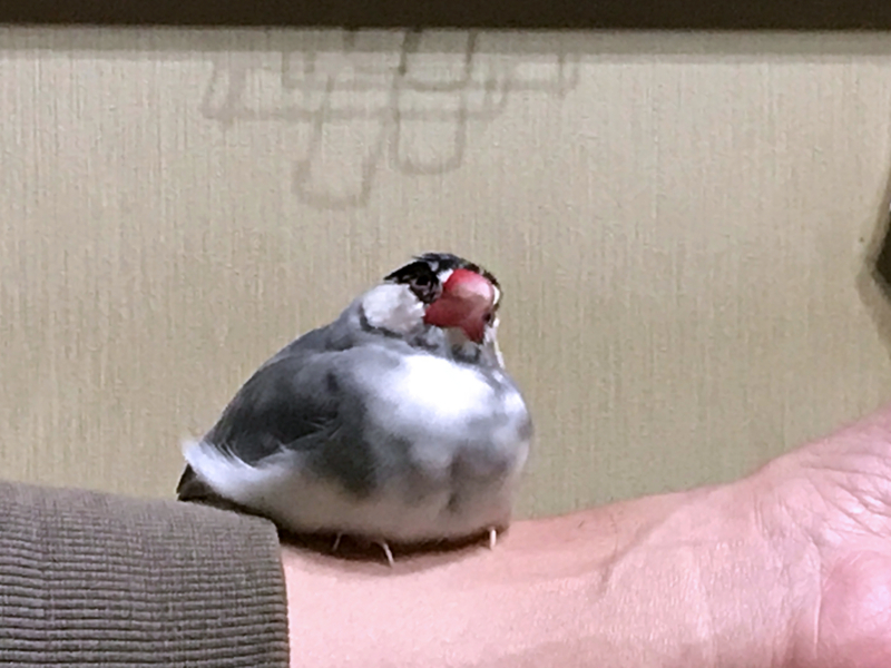 f:id:garadanikki:20171104125514j:plain