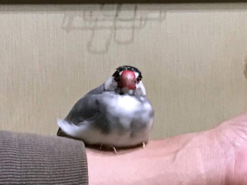 f:id:garadanikki:20171104125515j:plain