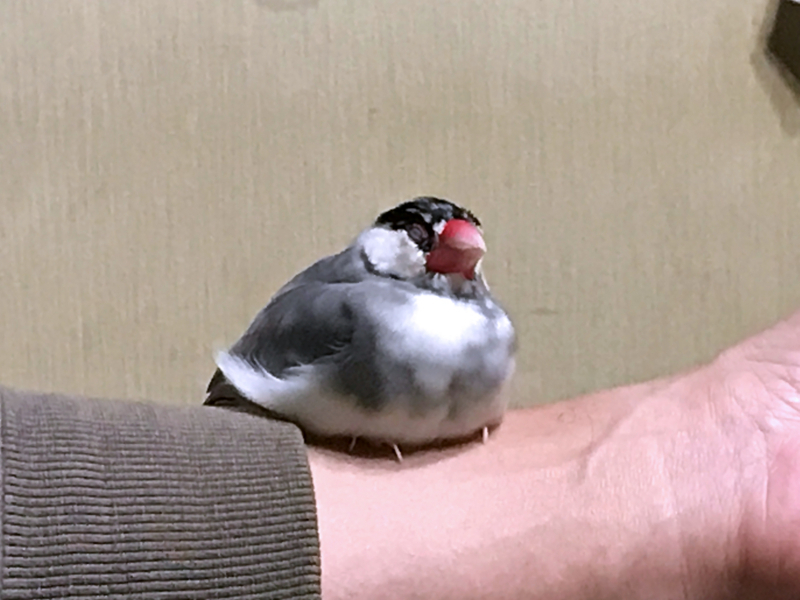 f:id:garadanikki:20171104125516j:plain