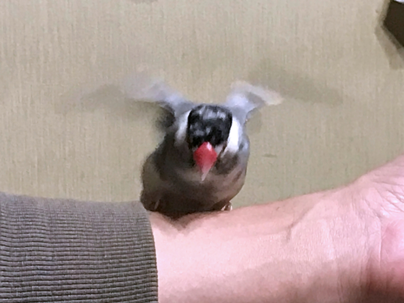 f:id:garadanikki:20171104125517j:plain